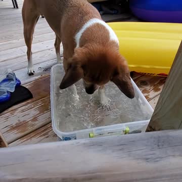 Hilarious pup defends his mini pool, digs in water for bubbles