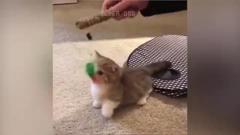 FUNNY CAT AND DOG VIDEOS TRY NOT TO LAUGH