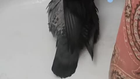 "Rocky I Have A Job Appointment"My Pigeon Takes Over Shower!Come See😎🕊️🎤🎶