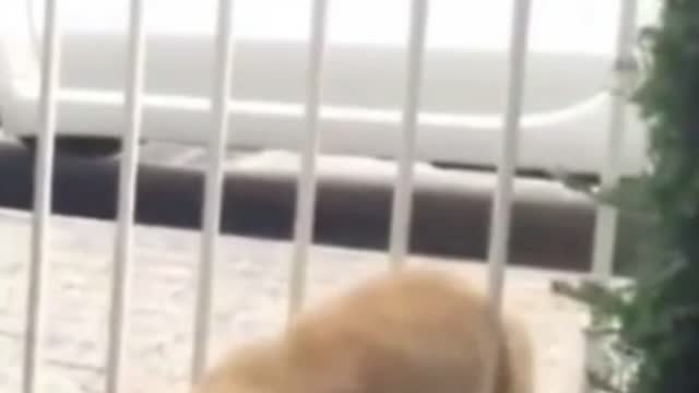 Smart cats Very good