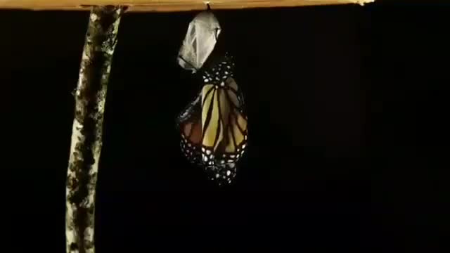 Rise of butterfly beautiful butterfly coming soon, have you seem it?