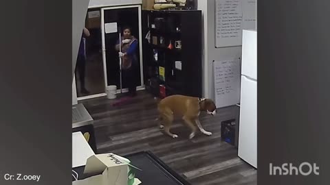 Funny animals _cute pets, cute dog's and cats