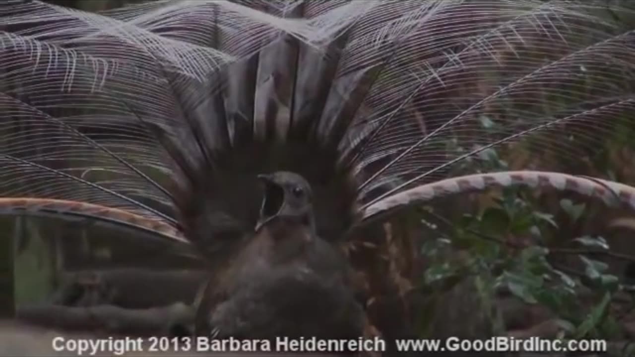Awesome bird, the Lyre Bird mimicking like crazy