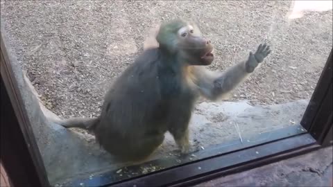Monkeys react to magic