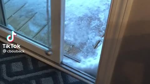 Dog vs Snow