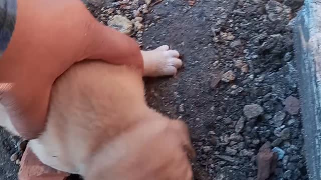 Lindos filhotes de cachorros
