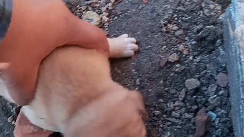 Lindos filhotes de cachorros