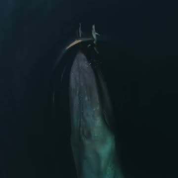 Blue whale Biggest animal swimming with dolphins