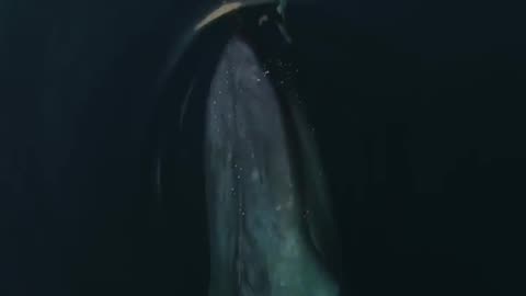 Blue whale Biggest animal swimming with dolphins