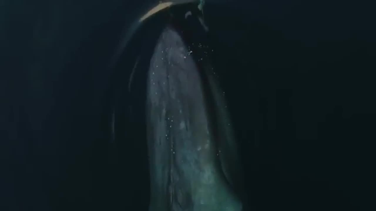 Blue whale Biggest animal swimming with dolphins