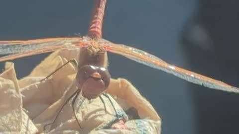 Footage of a Dragon fly eating something