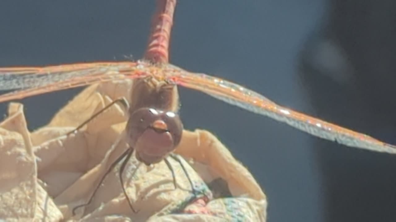 Footage of a Dragon fly eating something