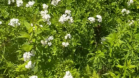 Blackberry Bush