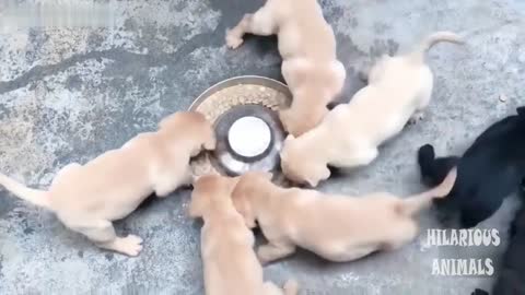 Try not to laugh funny puppies