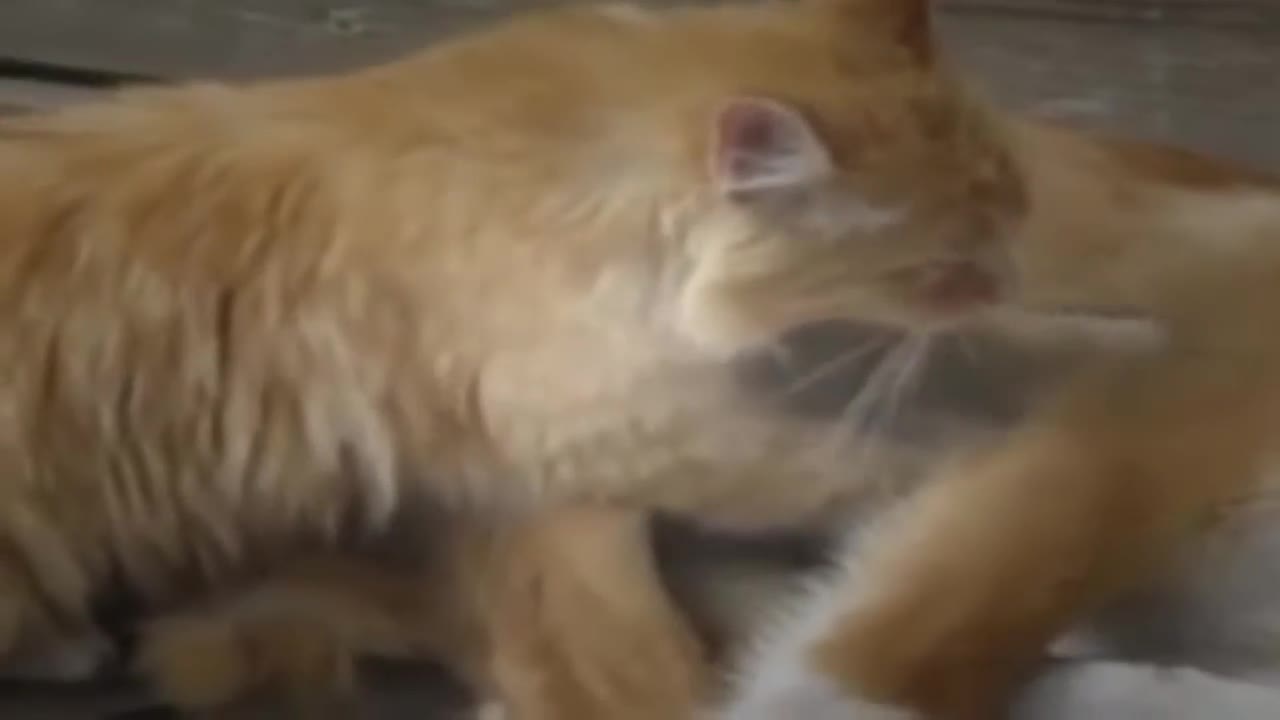 Masseuse kittens