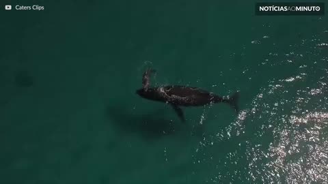 Baleia recém-nascida respira pela primeira vez!