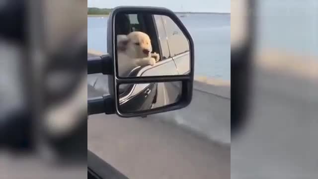 Dogs & Cats videos that will make you laugh