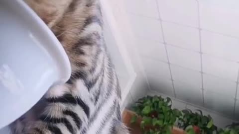 start to eat. Meow