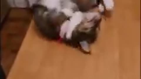 Funny animal comedy