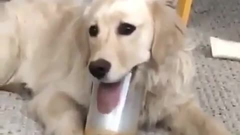 What a greedy dog