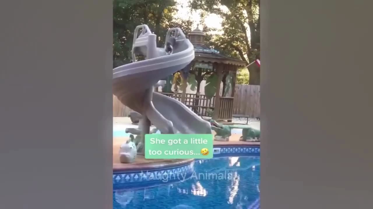 Funny animals compilation 3- ENJOY, LIKE and FOLLOW for more!