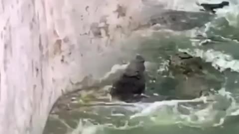 Monkey narrowly escapes death 😱