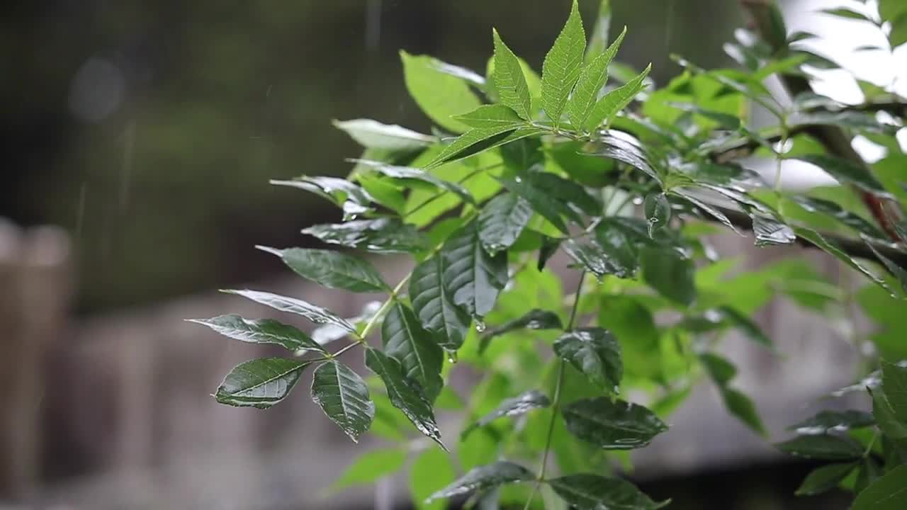 Calming and relaxing subtle rain sounds to help sleep