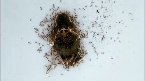 Insects Time lapse Video - Fire Ants Eating Frog For (36 Hours)