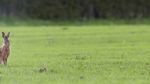 two hares grazing