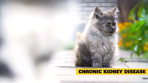Home Remedy for Cat's Bad Breath!