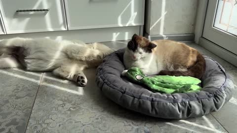 What does a Golden Retriever Puppy do when a Cat Occupied her Bed