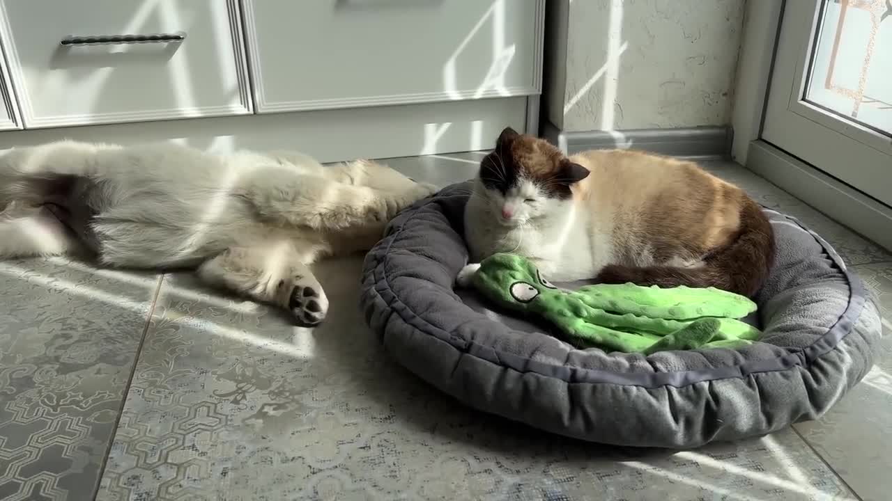 What does a Golden Retriever Puppy do when a Cat Occupied her Bed