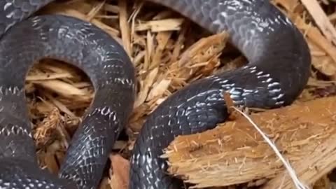 Red-bellied black snake (Pseudechis porphyriacus)