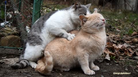 Cat Mating Curiosities