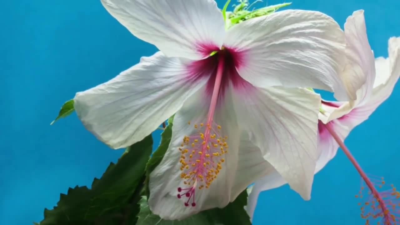 relaxing music video simple flower valley of flowers video