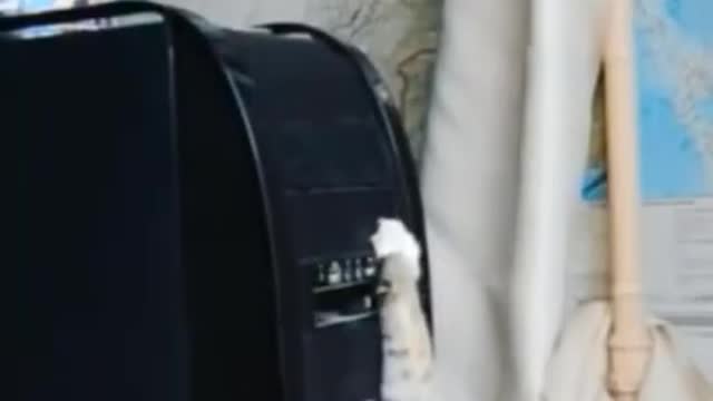 Funny video animal 2021 - funny videos about animals