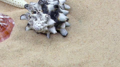 Shells, oysters and starfish on sand, close up