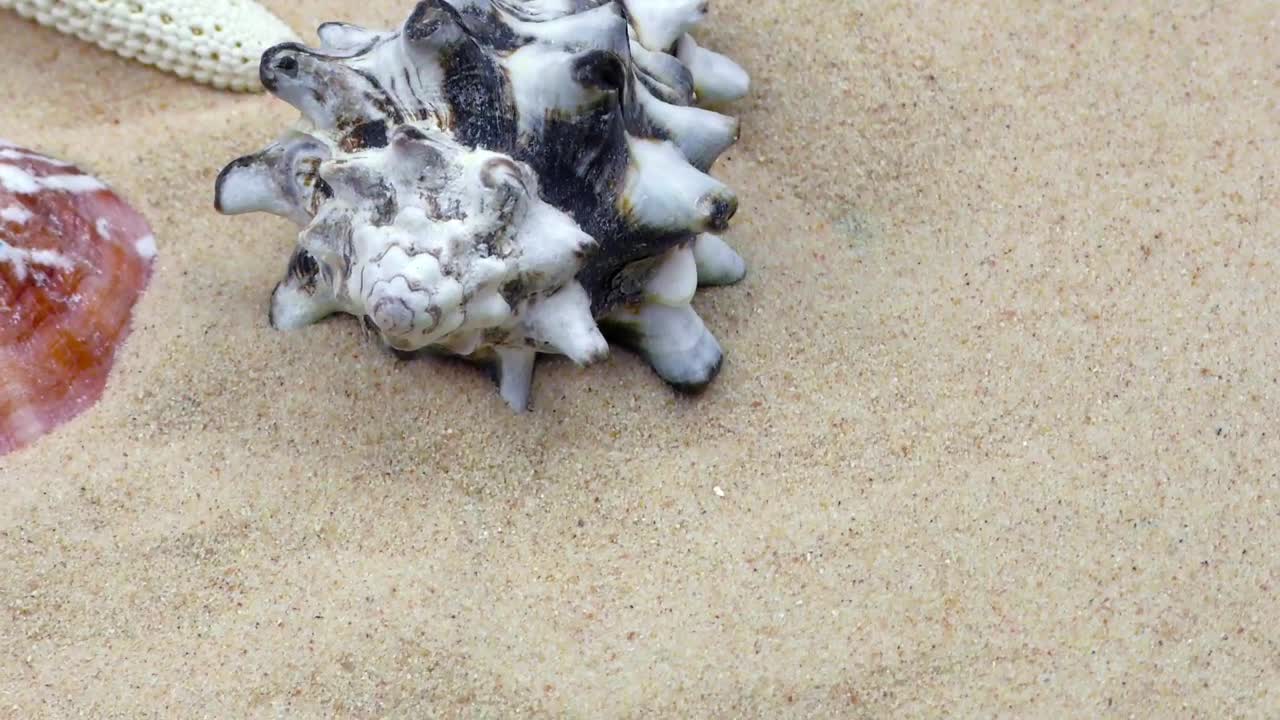 Shells, oysters and starfish on sand, close up