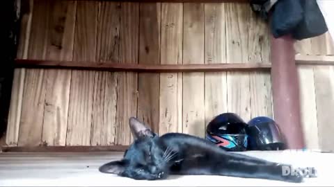 Смешные видео с кошками 🐱