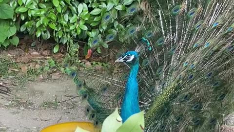 The peacock spread its tail