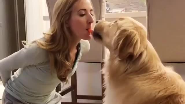 Funniest & Cutest Golden Retriever Puppies #10 - Funny Puppy Videos 2021
