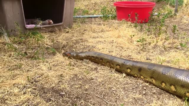 Anaconda Enters Pig Pen--Eats Pig