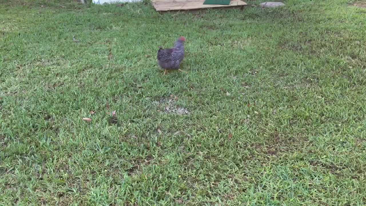 Curious Chicken Chases After A Playful Pooch In The Yard