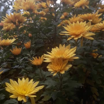 Yellow chrysanthemums