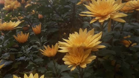 Yellow chrysanthemums