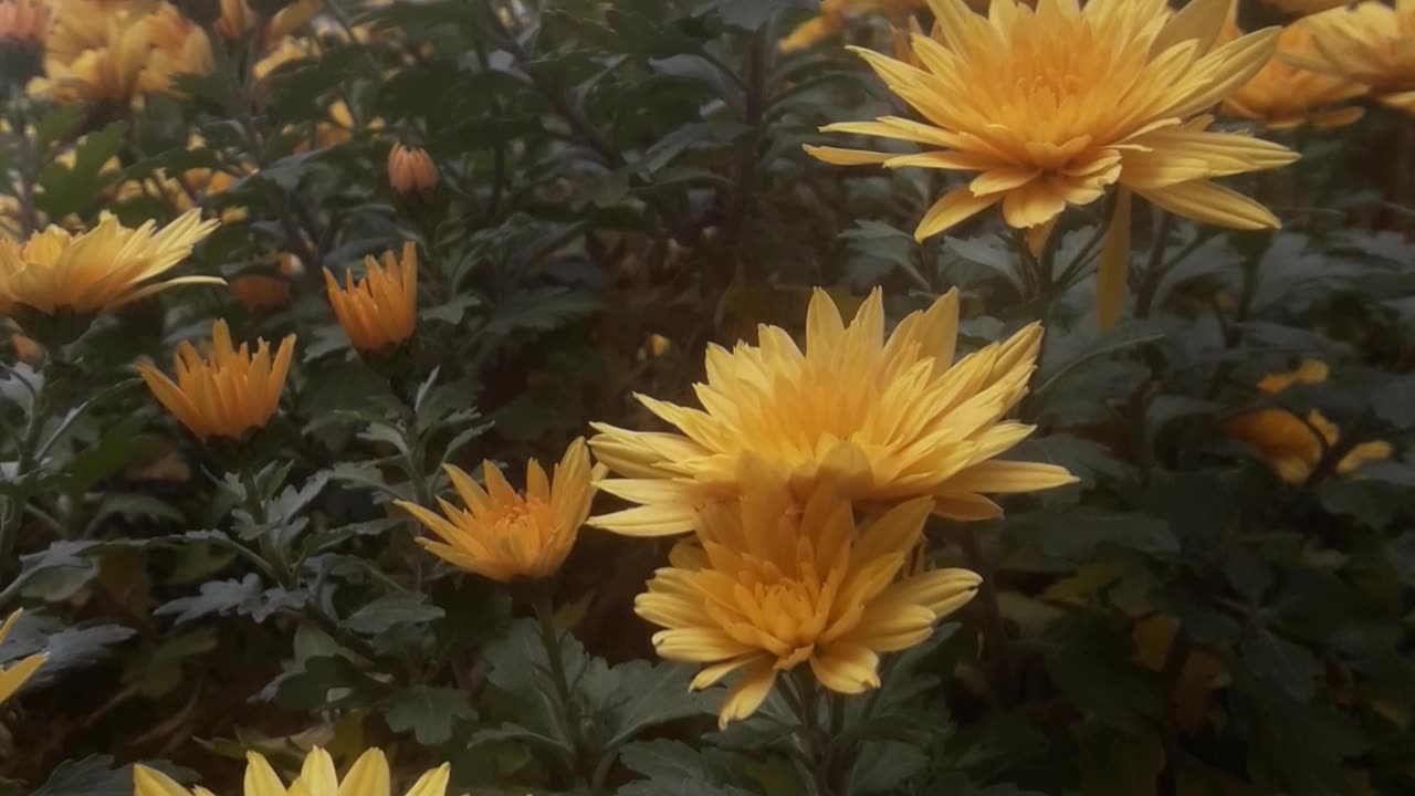 Yellow chrysanthemums