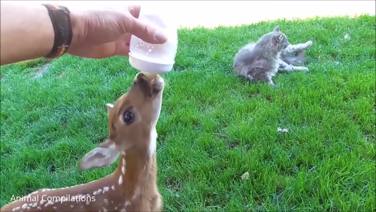 Cute Baby Deer Jumping and Hopping