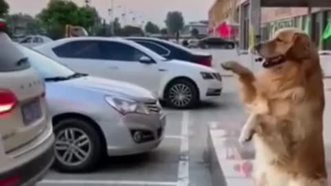 Top Funny Cute Dog Videos