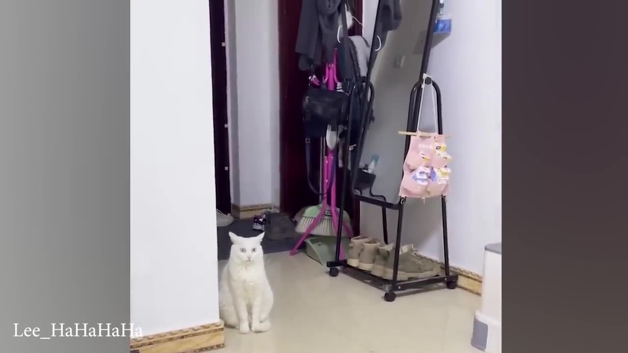 funny cat video