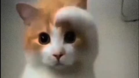 Extremely cat dancing